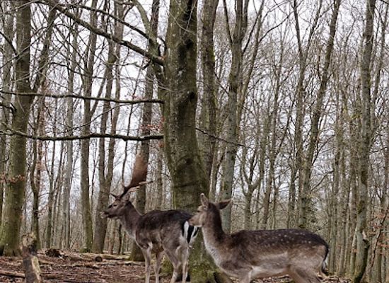 denmark/randers/attraction/randers-dyrehave