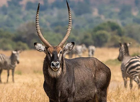 rwanda/kigali-province/landmark/visit-akagera-national-park