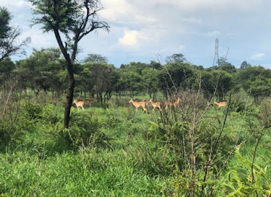 zimbabwe/matabeleland-north/landmark/tshabalala-game-sanctuary