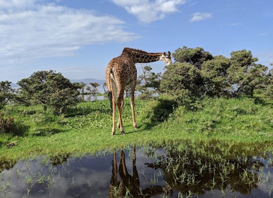 kenya/aberdare-national-park/landmark/crescent-island-game-sanctuary