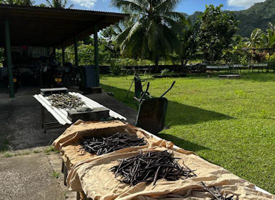 french-polynesia/taha-a/landmark/tahitian-vanilla-by-taha-a