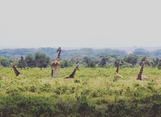 kenya/lake-nakuru-national-park/landmark/mambo-game-view-nakuru