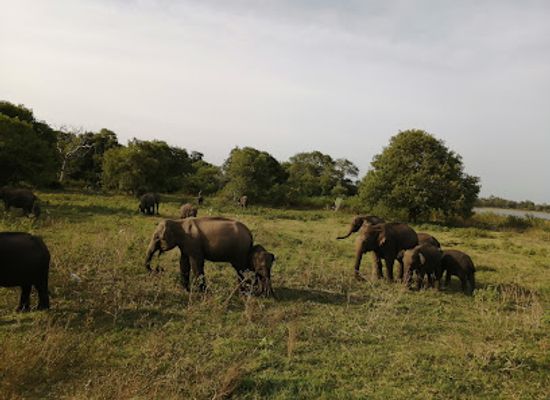 sri-lanka/minneriya-national-park/landmark/minneriya-park-animal-watch-hut