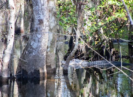florida/big-cypress-national-preserve/landmark/loop-road-scenic-drive