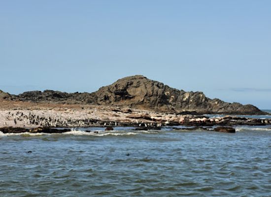 namibia/luderitzland/landmark/penguin-catamaran-tours