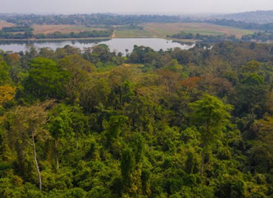 nigeria/iita-forest-reserve/landmark/iita-forest-center