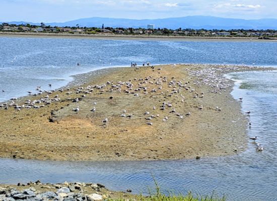 california/huntington-beach/bolsa-chica-state-beach/landmark/bolsa-chica-basin-state-marine-conservation-area