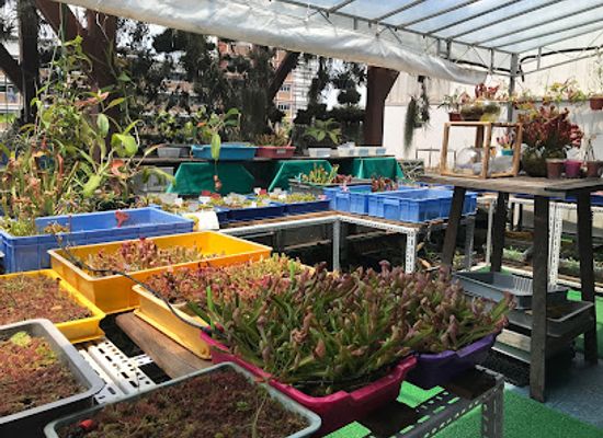 singapore/north-region/landmark/sgvenusflytrap-s-community-garden-darren-ng