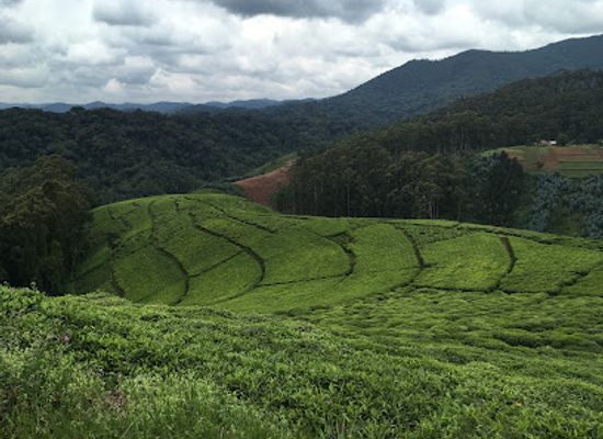 rwanda/ruhengeri/landmark/nyungwe-forest-national-park