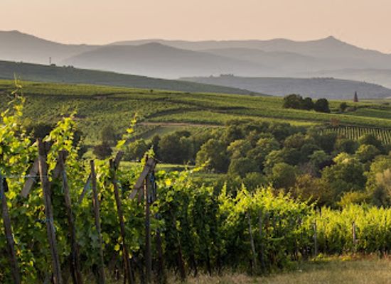 france/alsace-wine-route/landmark/domaine-joseph-gruss-son-fine-wines-of-alsace