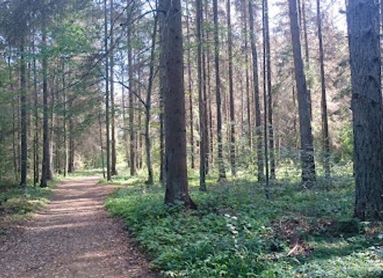 poland/białowieża-forest/landmark/miejsce-mocy