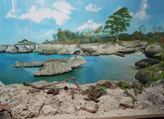 dominican-republic/cordillera-central/landmark/national-botanical-garden-dr-rafael-maria-moscoso