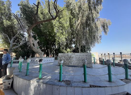 iraq/shatt-al-arab/landmark/the-tree-of-knowledge-adam-s-tree-garden