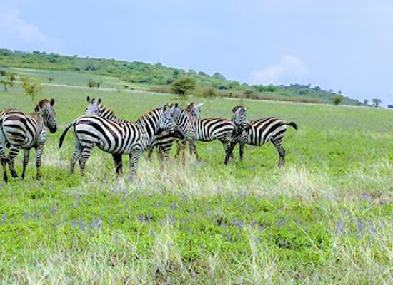 ethiopia/simien-mountains-national-park/landmark/nech-sar-national-park