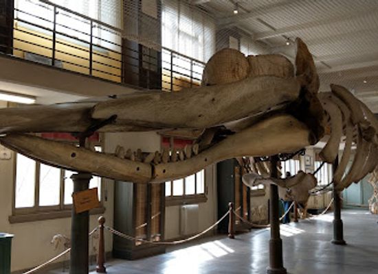 italy/bologna/landmark/collezione-di-antropologia