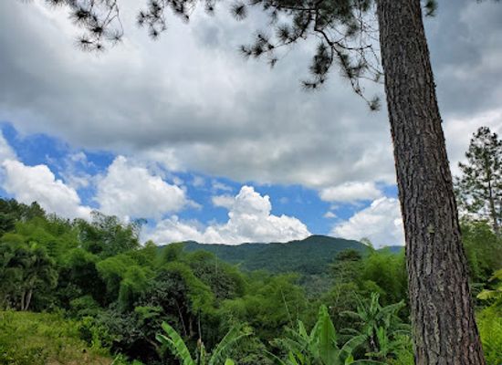 jamaica/portland-ridge/landmark/croydon-in-the-mountains