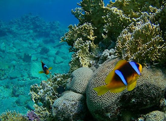 israel/negev/landmark/coral-beach