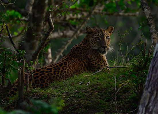 sri-lanka/wilpattu-national-park/landmark/visit-wilpattu