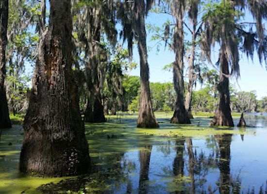 louisiana/acadiana/landmark/cypress-island-preserve