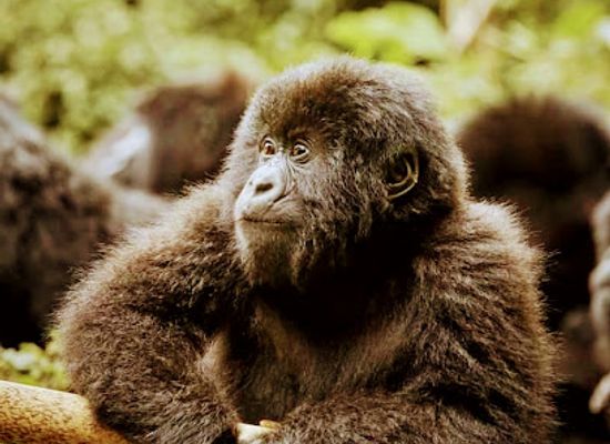 uganda/bwindi-impenetrable-national-park/landmark/rafiki-memorial-wildlife-conservation-initiative