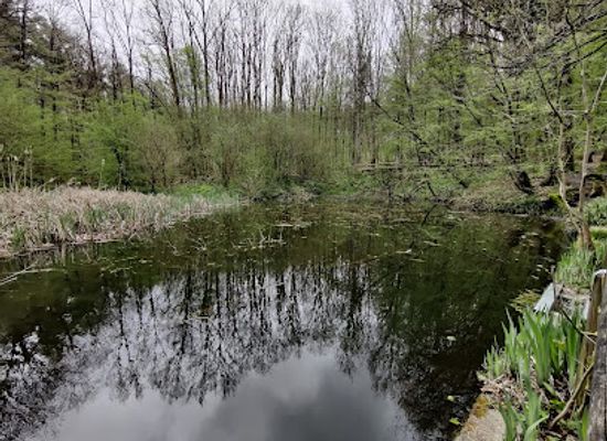 belgium/zenne-valley/landmark/hallerbos