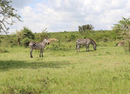 uganda/western-region/landmark/lake-mburo-national-park