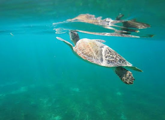 antigua-and-barbuda/saint-philip/landmark/bernie-s-snorkeling-antigua-w-i