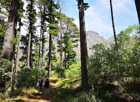 south-africa/overberg/landmark/newlands-forest-erf49371