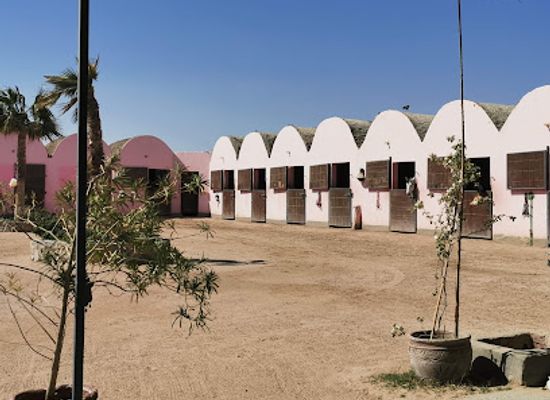 egypt/el-gouna/landmark/habiba-horse