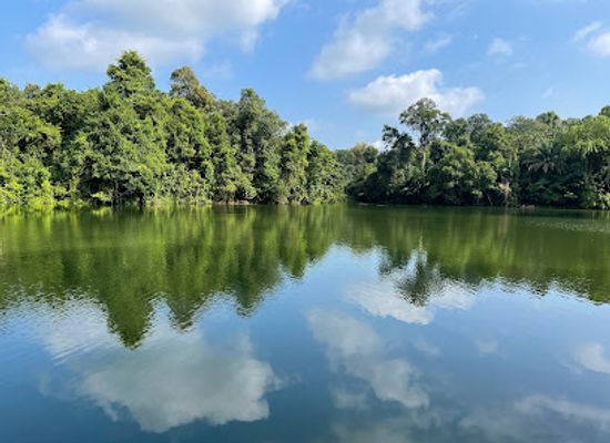 singapore/macritchie-reservoir/landmark/lower-peirce-reservoir-park