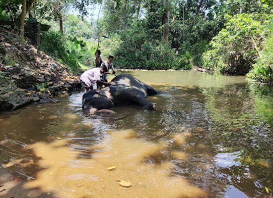 sri-lanka/sabaragamuwa-province/landmark/millennium-elephant-foundation