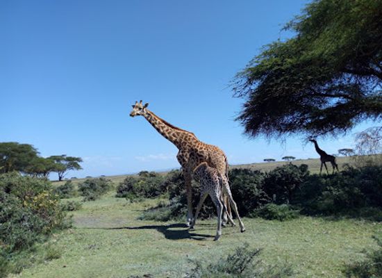 kenya/amboseli-national-park/landmark/lake-naivasha