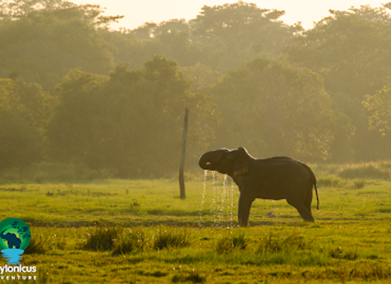 sri-lanka/dry-zone/landmark/ceylonicus-adventure