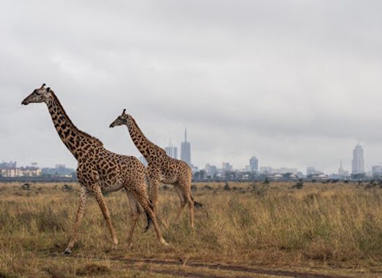 kenya/kilimanjaro-region/landmark/nairobi-national-park