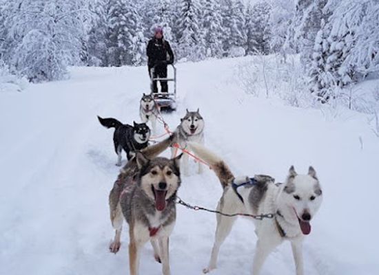 finland/pyha-luosto-national-park/landmark/pyha-husky-farm
