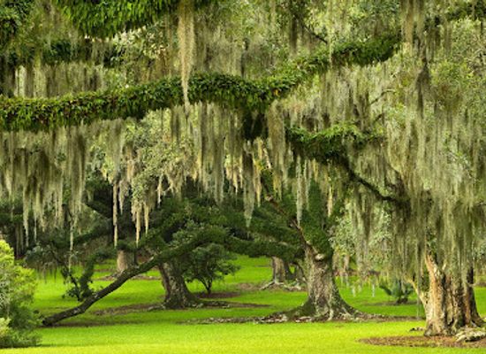 louisiana/acadiana/landmark/jungle-gardens