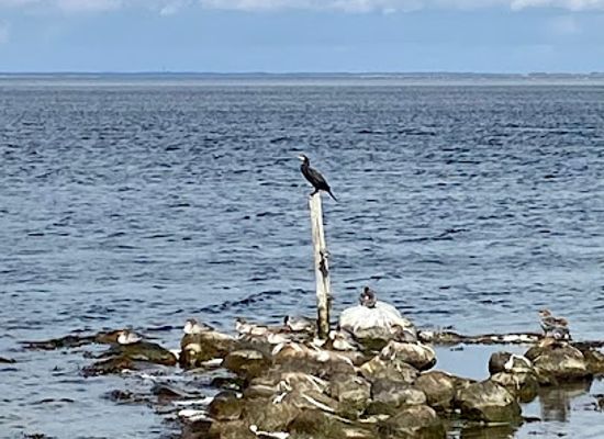 denmark/mon/attraction/ulvshale