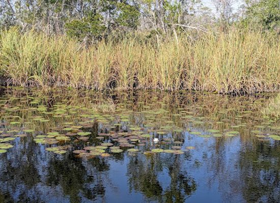 alabama/cotton-bayou/landmark/gulf-state-park-nature-center