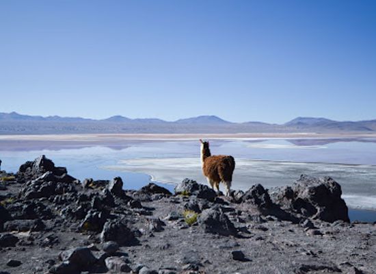 bolivia/potosi-highlands/landmark/senda-andina