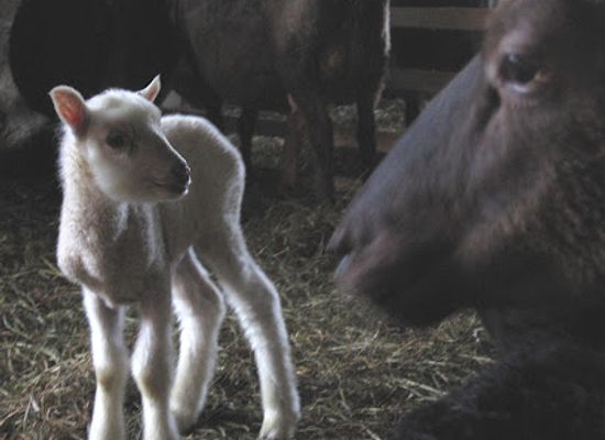 finland/kanta-hame/landmark/vekkila-museum-farm