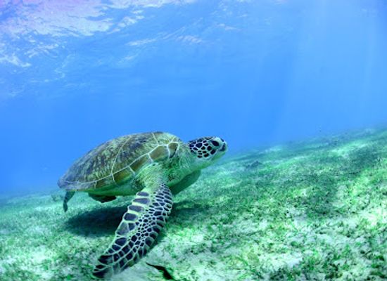 mayotte/chirongui/landmark/le-lagon-maore