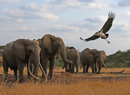 kenya/tsavo-national-park/landmark/chyulu-hills-national-park