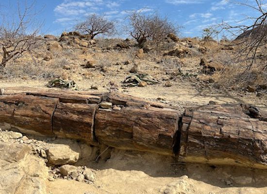 namibia/namaland/landmark/petrified-forest