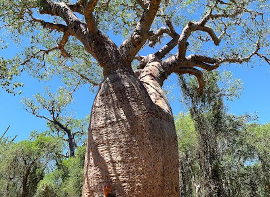 madagascar/atsimo-andrefana/landmark/arboretum-d-antsokay