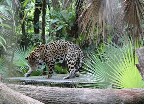 belize/belize-district/landmark/the-belize-zoo-and-tropical-education-center