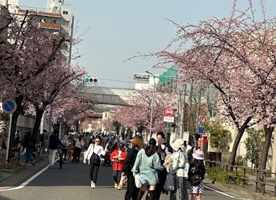 japan/nagoya/landmark/okan-zakura-no-namiki-michi-cherry-tree-lined-avenue
