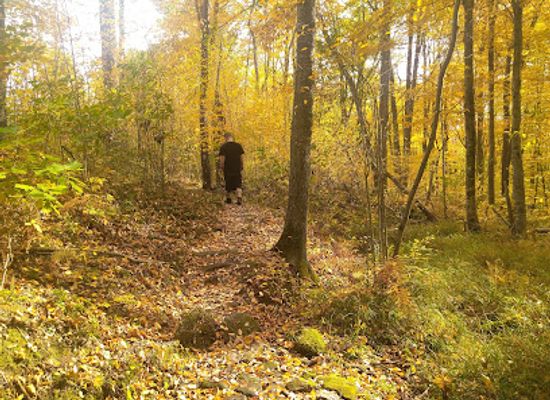 pennsylvania/allegheny-national-forest/landmark/morrison-hiking-trail