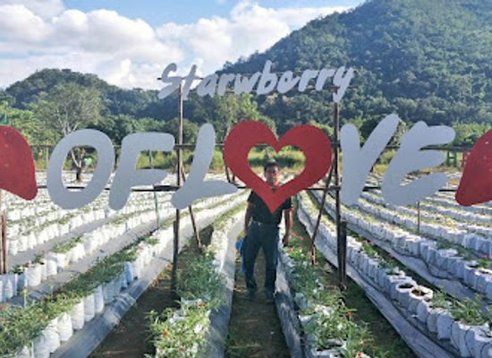 thailand/khao-yai-national-park/landmark/strawberry-picking-in-khaoyai