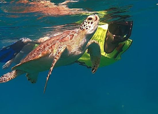 puerto-rico/vieques/landmark/vieques-snorkel-tours