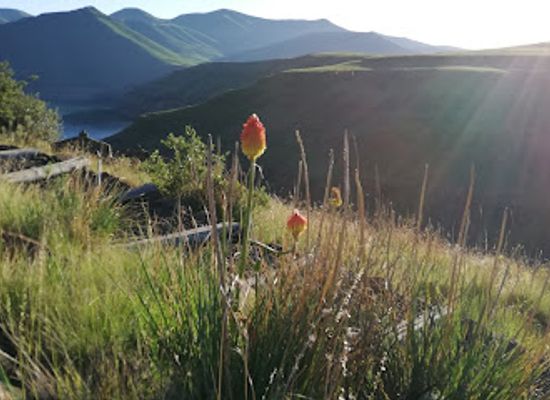 lesotho/thaba-tseka/landmark/katse-dam-botanical-gardens-nursery